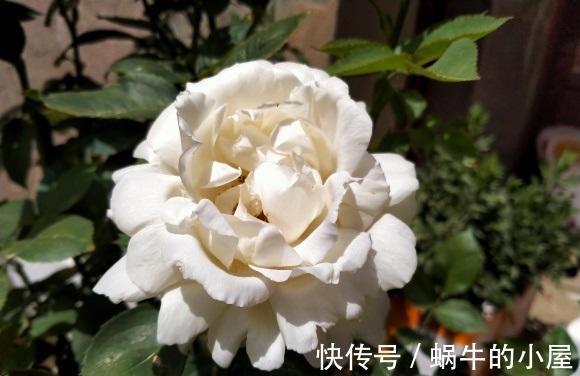 中苗|网购月季,选好品种,货比三家,多看评论,买中苗最划算!