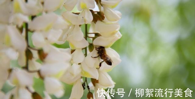 鱼腥草|你知道多少种野菜,让你轻松了解野菜的各种秘密,快来看看吧!