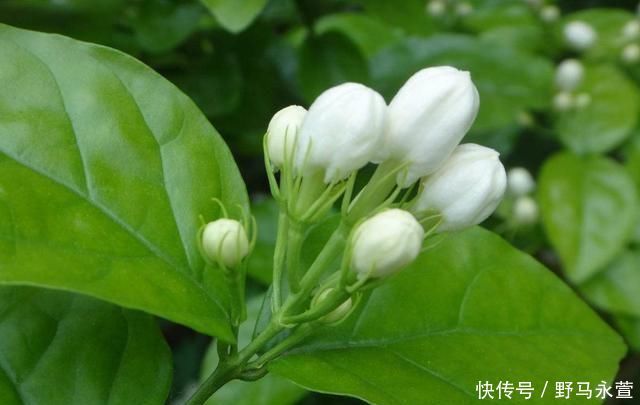 养花施肥别再用土方法了,这3种物质才是最有效的