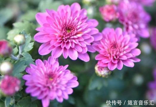 养花就养这几款，全年开花不停，鲜艳夺目，开花勤爱爆盆