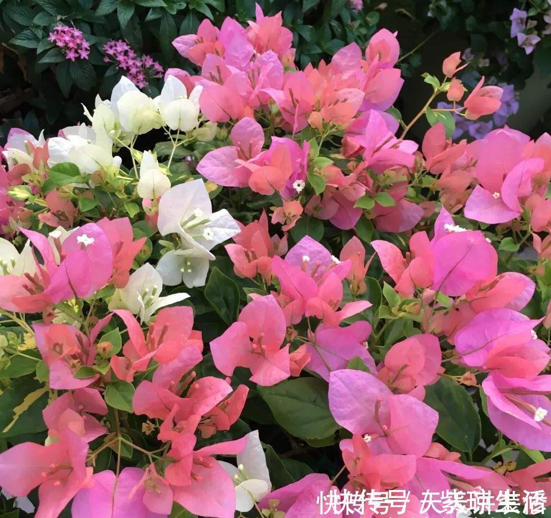 三角梅不耐冻,三个“小动作”,韧性足猛抽穗,绽放层叠群花