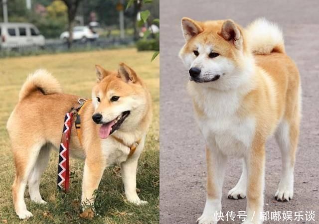 秋田犬嘴巴毛黑色