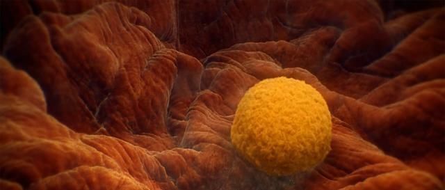 发育|迎接宝宝的到来,“幸孕”第六步,胎儿成长发育的第一个月