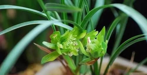 你觉得兰花怎么样？