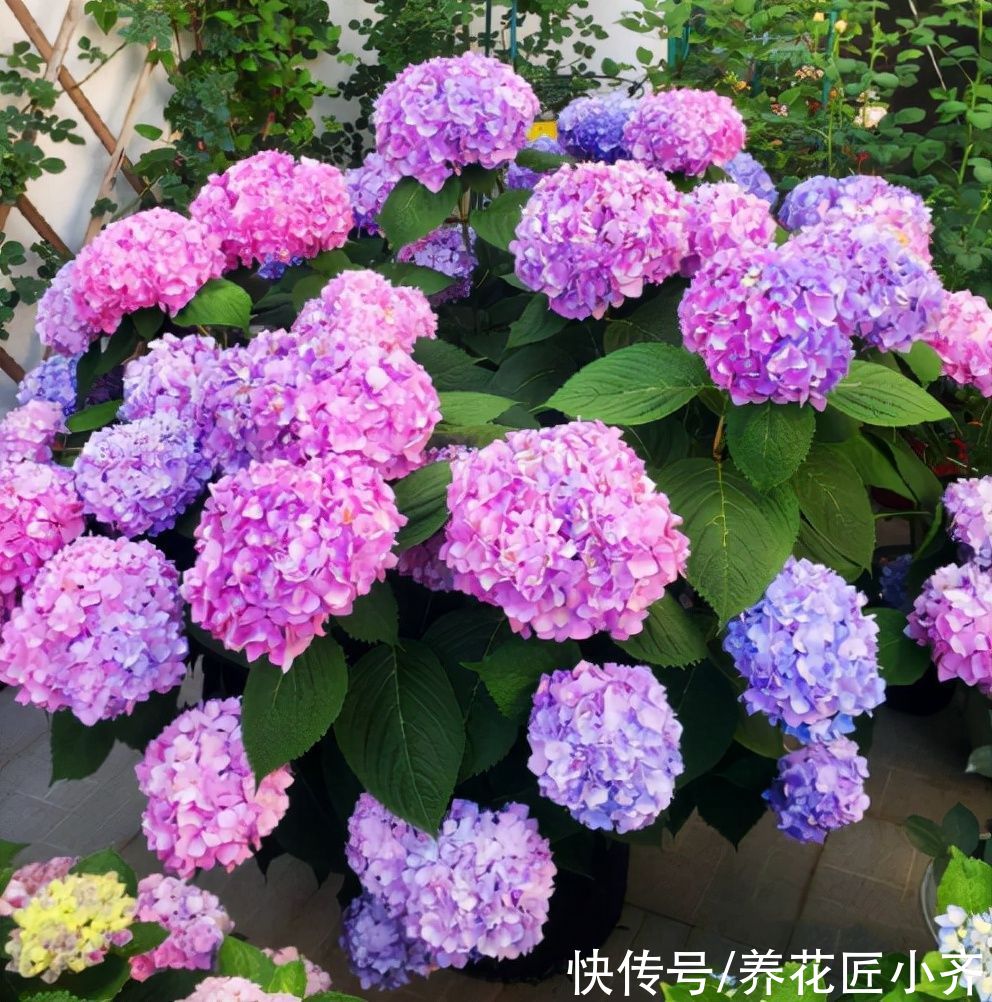 网上常见的4种花，要谨慎购买，虽然销量不低，但是都是“骗局”