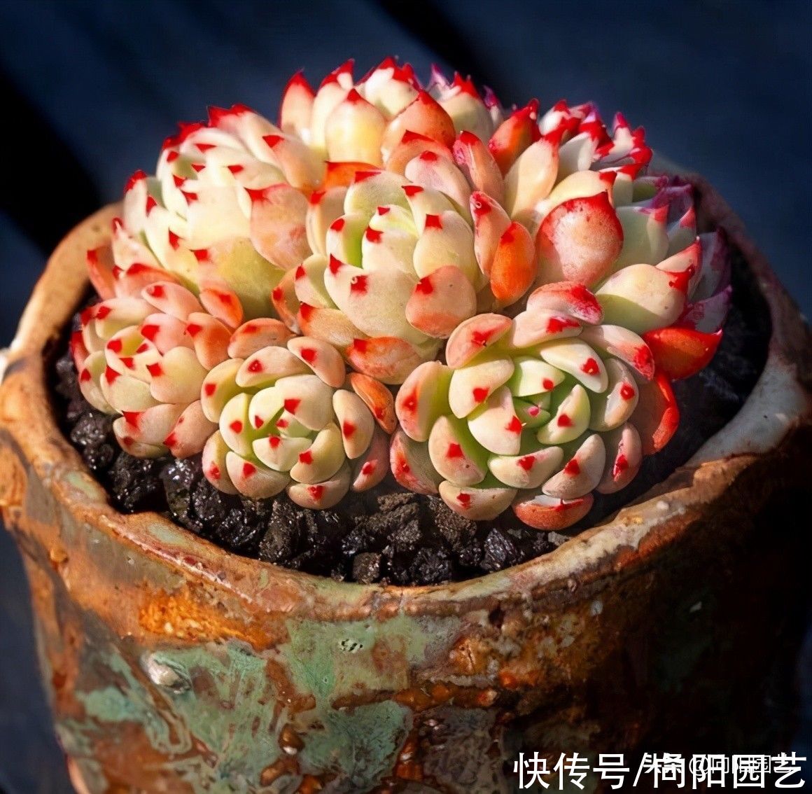 要素|养多肉入门篇，了解6大要素，养多肉很轻松，看你能不能掌握