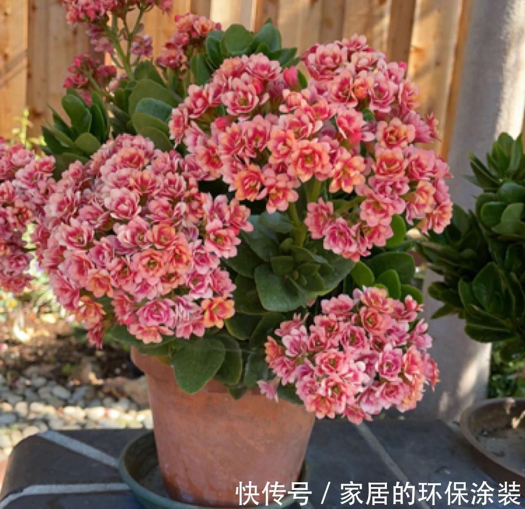 进入10月,建议扦插5种花,温度适宜利于生根,成活率直线上升