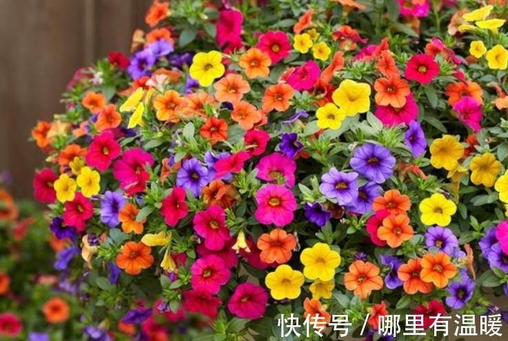 天竺葵|6种漂亮的花，吊着养最合适，能够开成“花球”，太美了