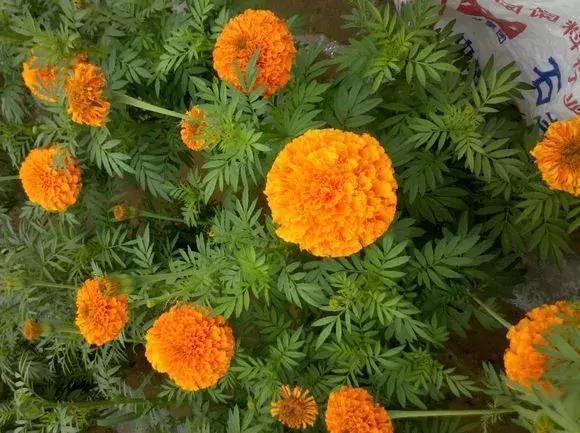 5种花蚊子“不喜欢”，好看还好养，是天然蚊香，值得多养几盆