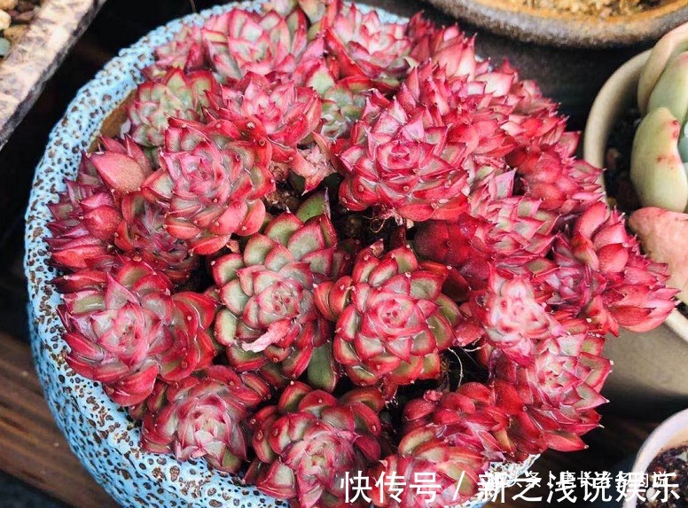 养多肉7年，我的多肉夏天基本不会出现黑腐，来看看是怎么做到的