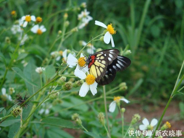 一种鬼针草，农民最讨厌，见了就砍掉，却不知它是价值高的宝