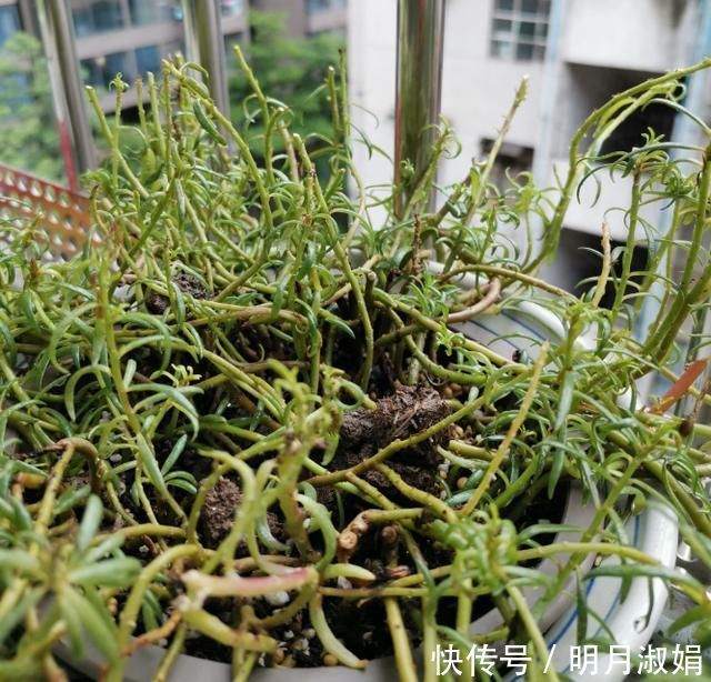 这3种花，就得使劲晒太阳，晒不够不开花