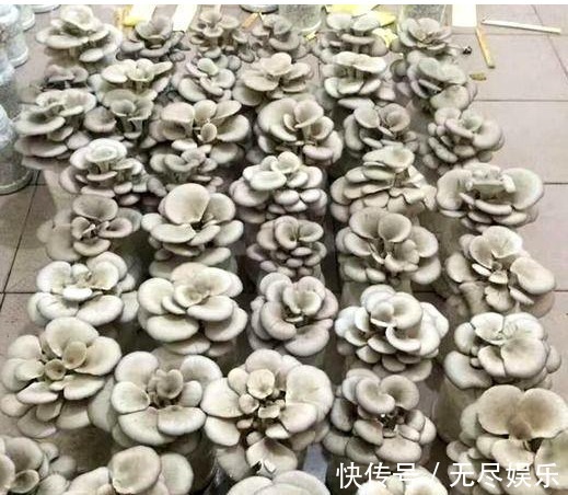 为主料|大叔阳台盆栽“蘑菇”,1盆变10盆,3天吃一茬,够全家吃!