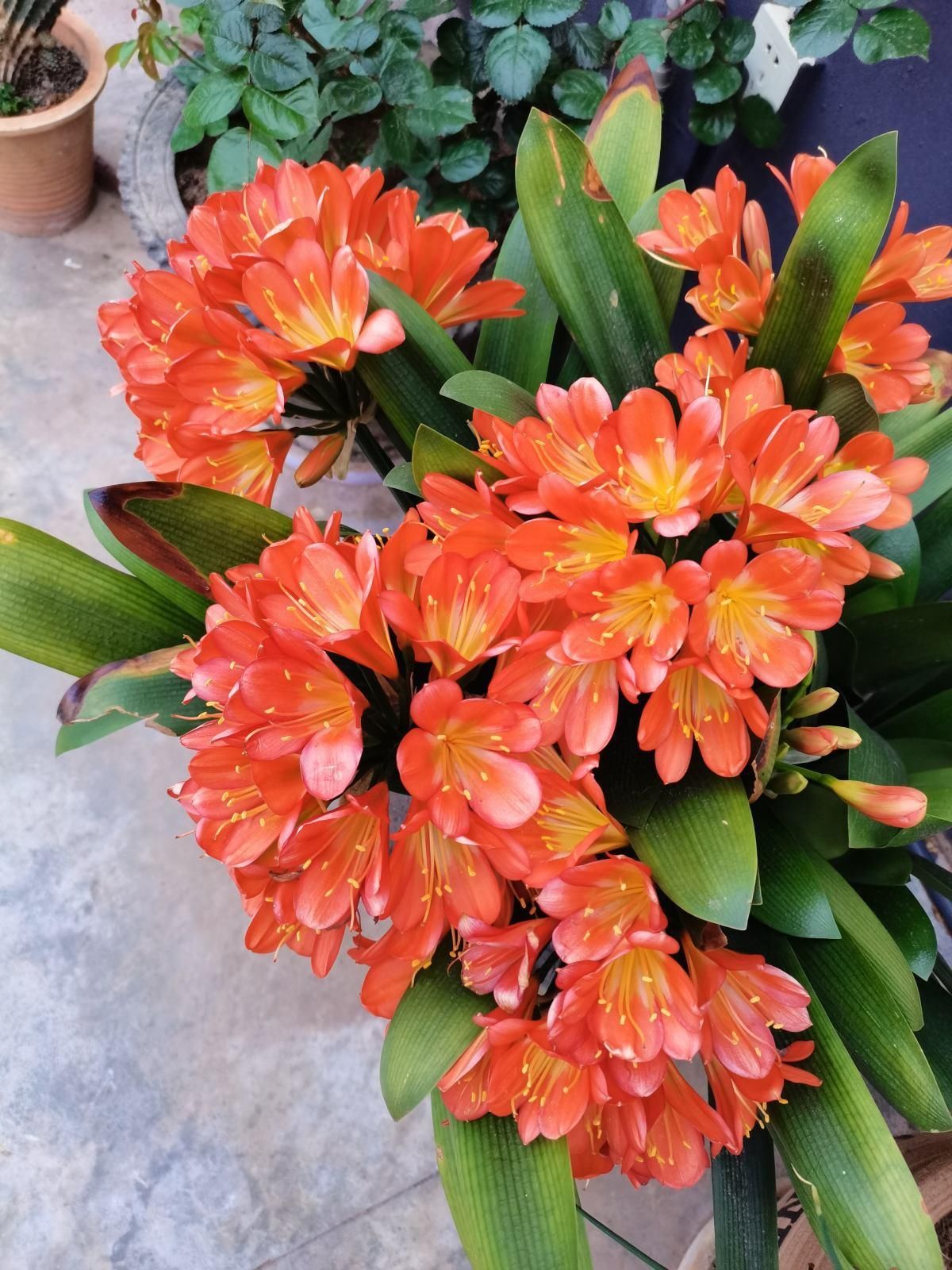 君子兰不开花?那是你没注意这几点,不然花朵开爆盆