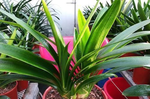 天暖以后,适合繁殖君子兰,学会3招,90天变成君子兰大户