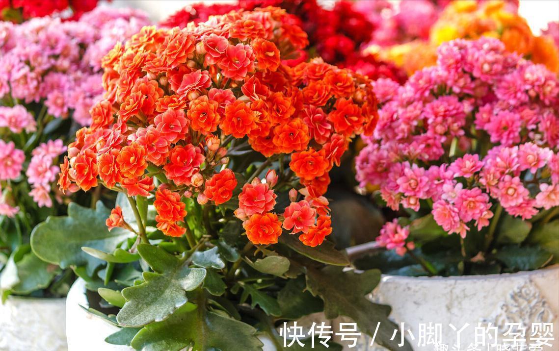 冬季养花，了解“七忌”，简单实用，安全过冬