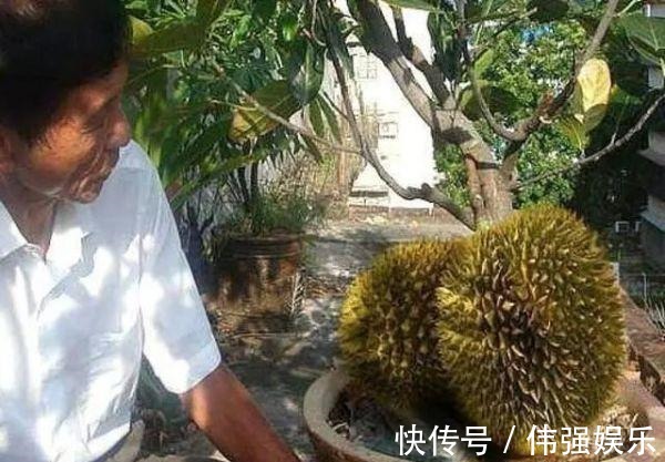 3种“吃不起”的东西,捡“1颗”种子扔盆里,长成小树,结果能吃