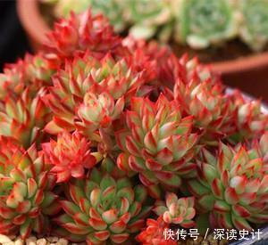 此款易爆盆多肉，长出状态美得不像话，适合新手！