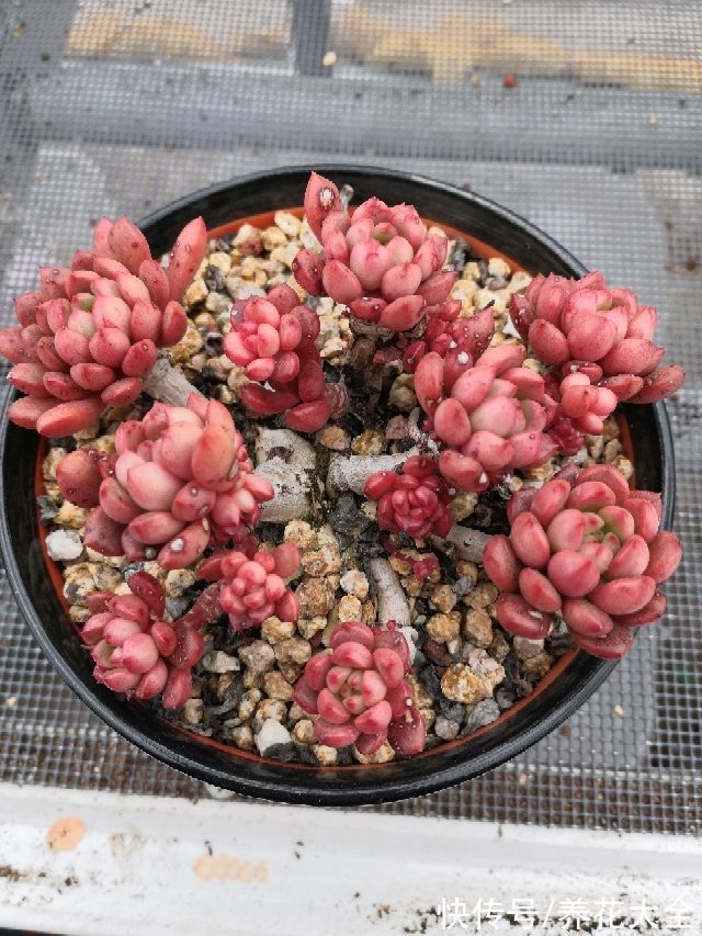 春天的多肉堪比“调色盘”，是上色关键期，赶紧晒太阳