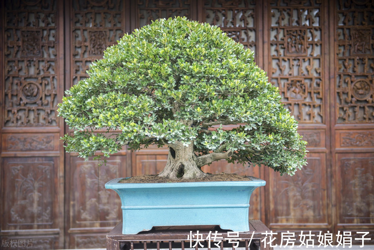 植物|别再为浇水发愁了,给你支招“10多10少”浇水法,比啥方法多管用