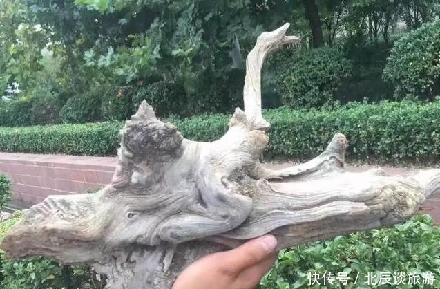 玩家|买了块崖柏料,邻居笑像航母,打磨出了妖艳虎皮纹