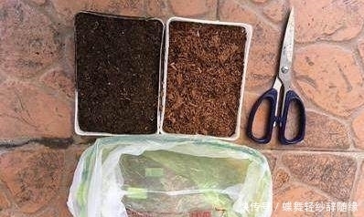 1段绿萝枝,用一个方便袋30天养出20盆绿萝