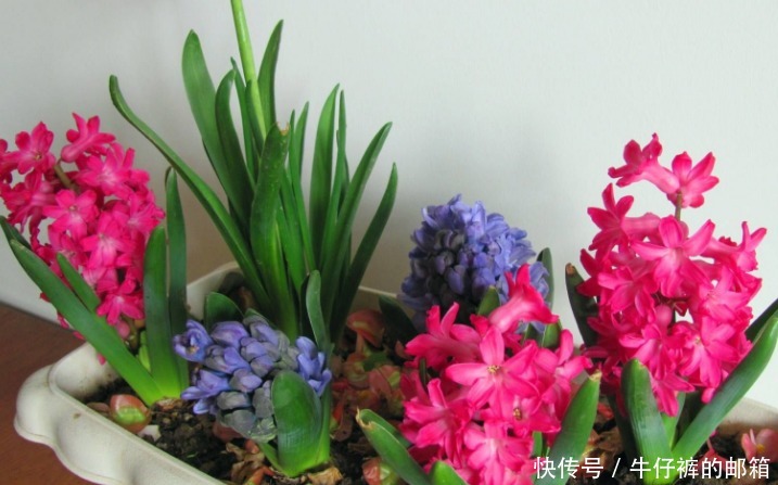 花肥|勿以恶小而为之！养花养成这7个坏习惯会出大问题