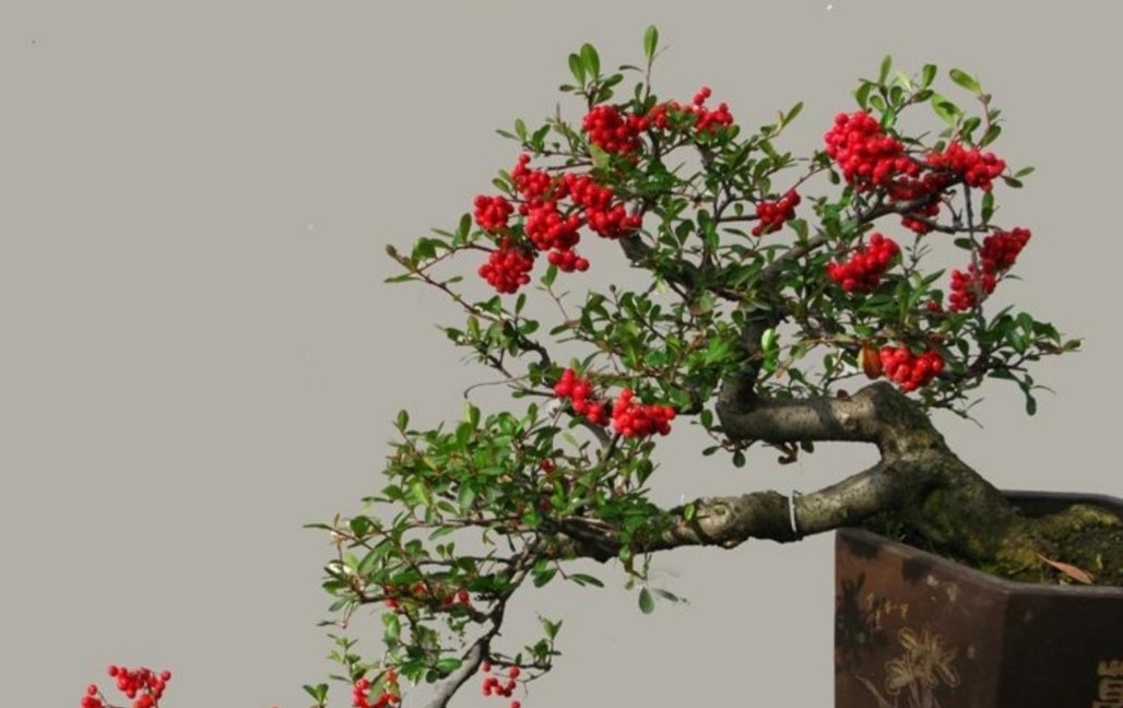 养盆景,常用“5种树”,造型美观,漂亮大方