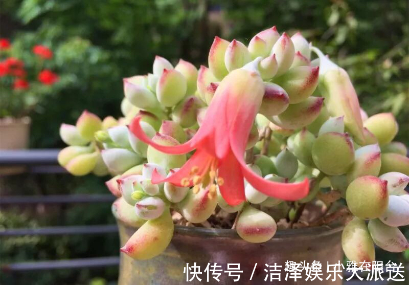 秋季|秋季养多肉可以淋雨吗有优点有缺点，做对“一点”，长成小胖子