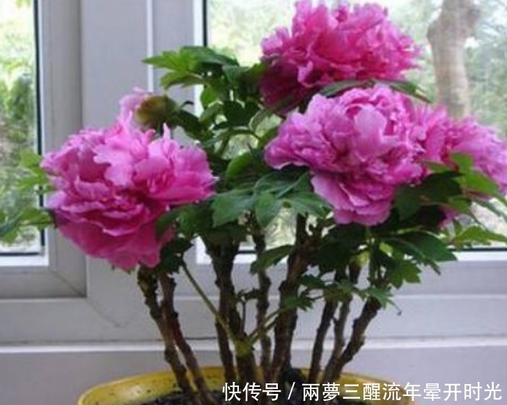 养花就养这几款,随便养都爆盆,花期长花量大,满屋飘香!