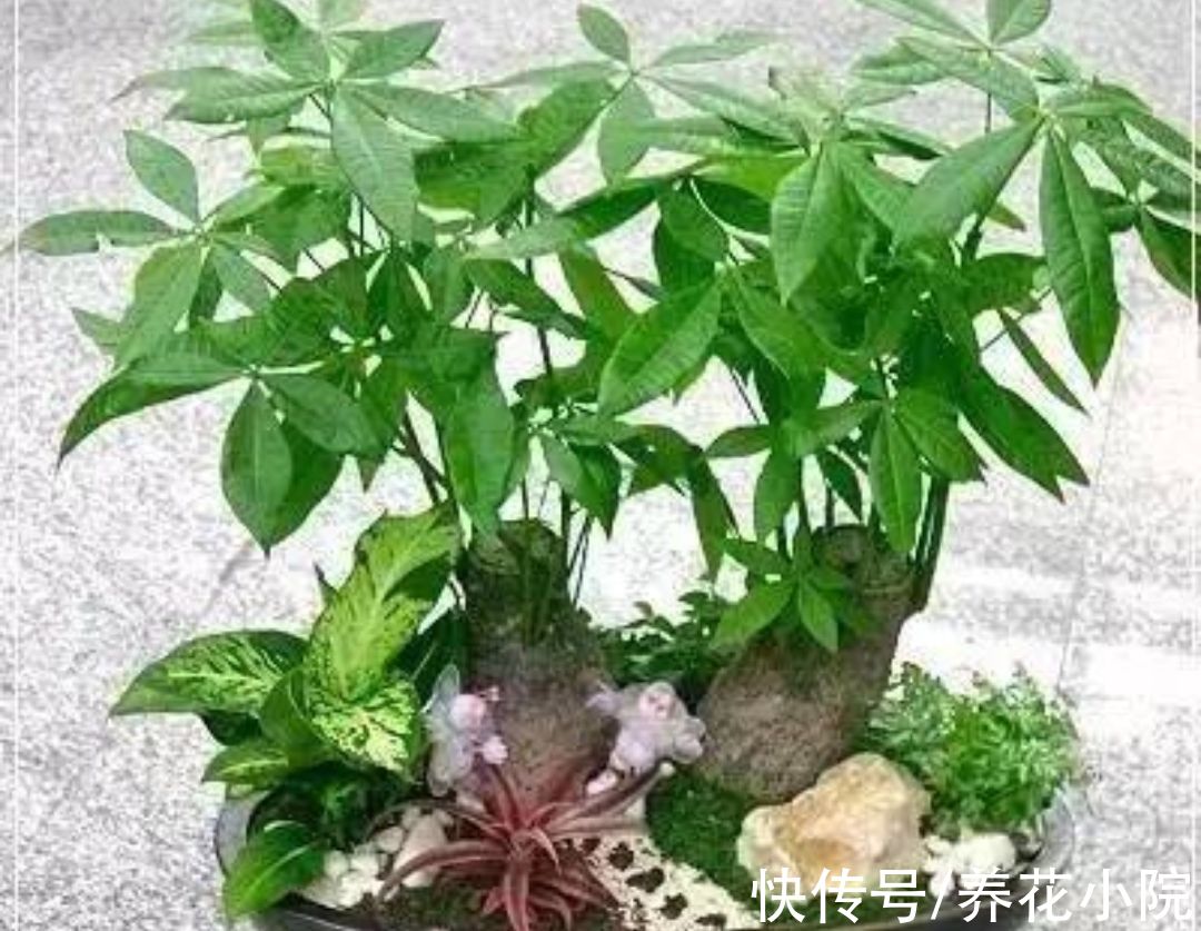 黄叶|养发财树，记住4个“顺口溜”，避免烂根黄叶，长得旺