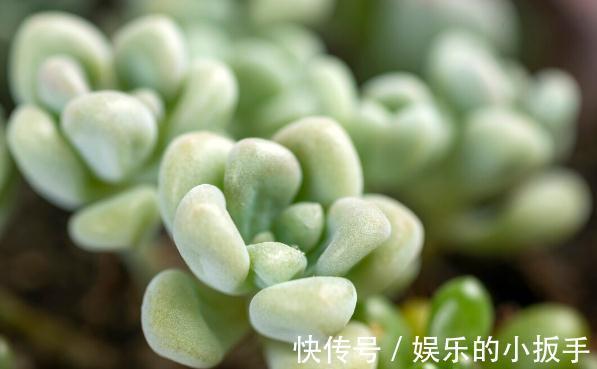 多肉过冬有“5怕”,避开了,零下五度冻不死,还能越冻越美丽