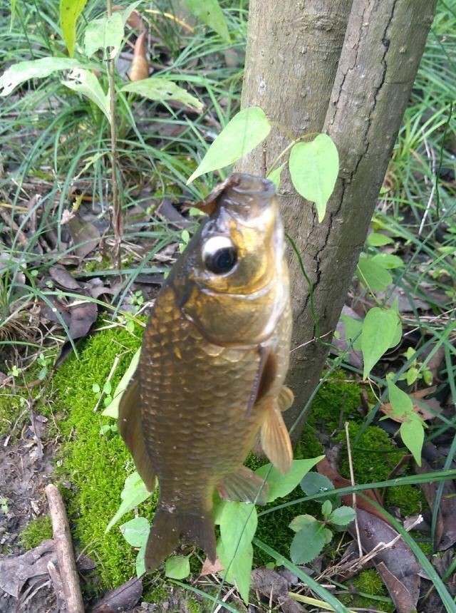浮漂|野钓小技巧浮漂做一个小改动,惊鱼几率大降