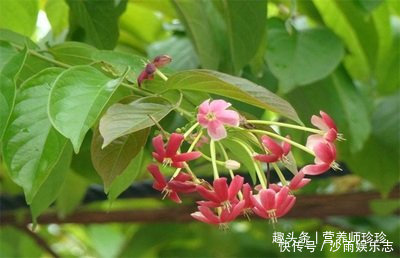 花开很漂亮,既是花卉,也是药,为驱除蛔虫的特效药,了解下