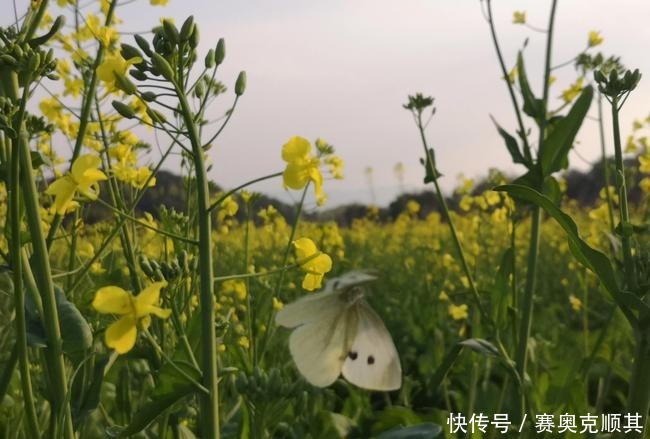 老年|初春的南方己是花花的世界了，春意盎然看美成啥样了？