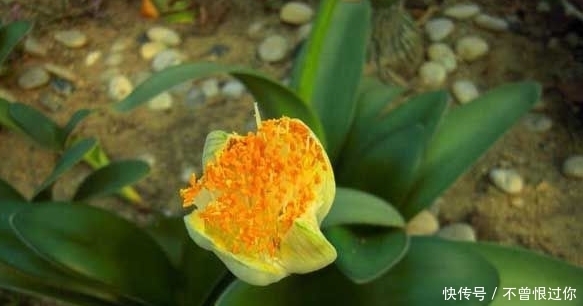 这种植物可以做盆景养,能净化室内的空气,还有解毒消肿的功效