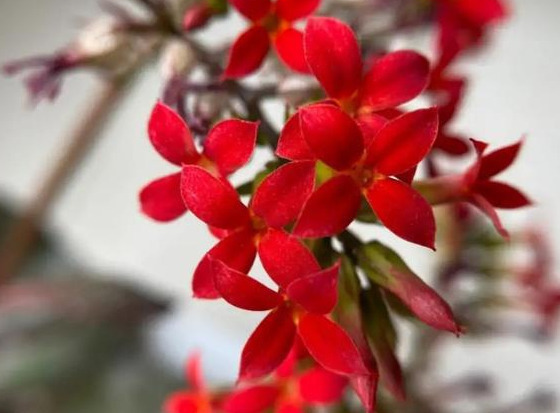 品种|75个长寿花品种，一个比一个美，一起来认识一下吧！