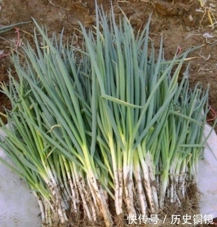 调韭菜饺子馅，最忌瞎放调料，牢记“4不放”，饺子鲜香不出水！