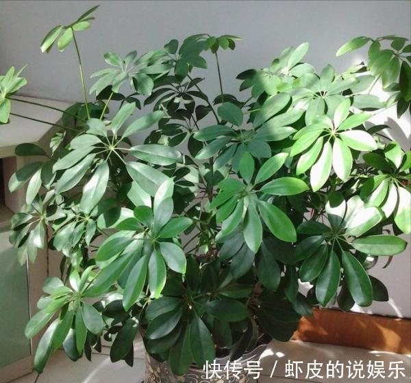 空气|12种“健康花”,家里没太阳,照样长爆盆,贵气漂亮,旺家又养人