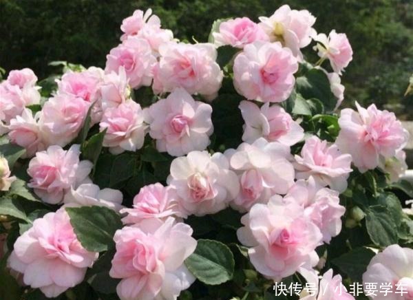 四季开花的花,我建议你养这1种,开花多多,比玫瑰和茶花都漂亮!