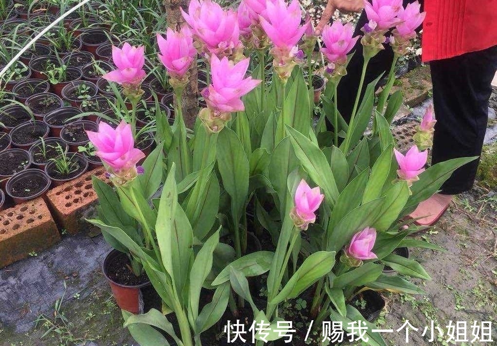 姜荷花|一块“大生姜”,开满粉荷花,家里养一盆,仙气飘飘,开花100天