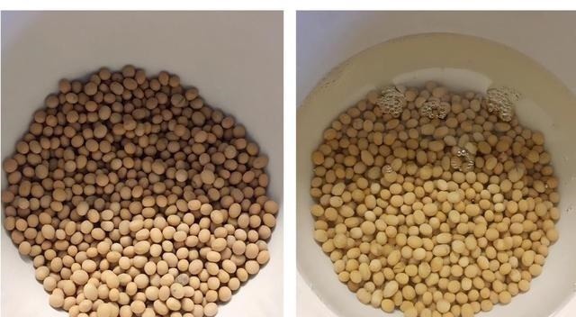 黄豆|养绿萝的小妙招,盆中加一点“它”,一年顺利养百盆,翠绿无黄叶