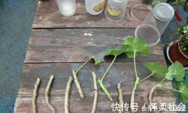 此几种花只要扦插就能成活爆盆,比几十块买来的都要漂亮