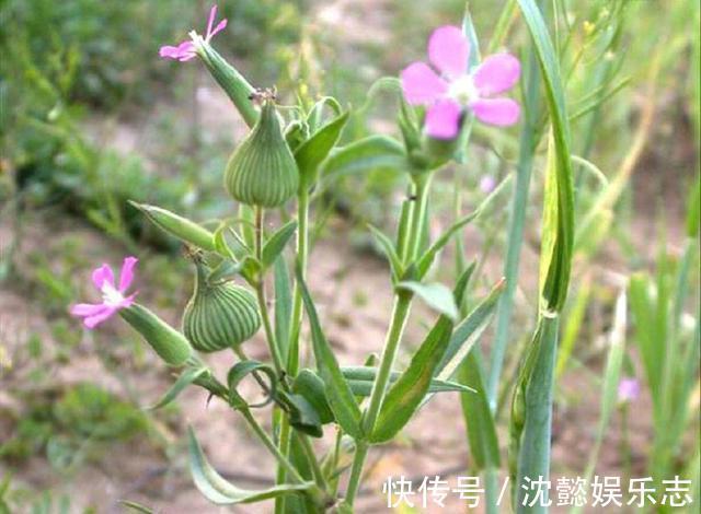 麦瓶草|天然的“止咳王”找到了,此野草用来煮水,清肺化痰,冬天不咳嗽