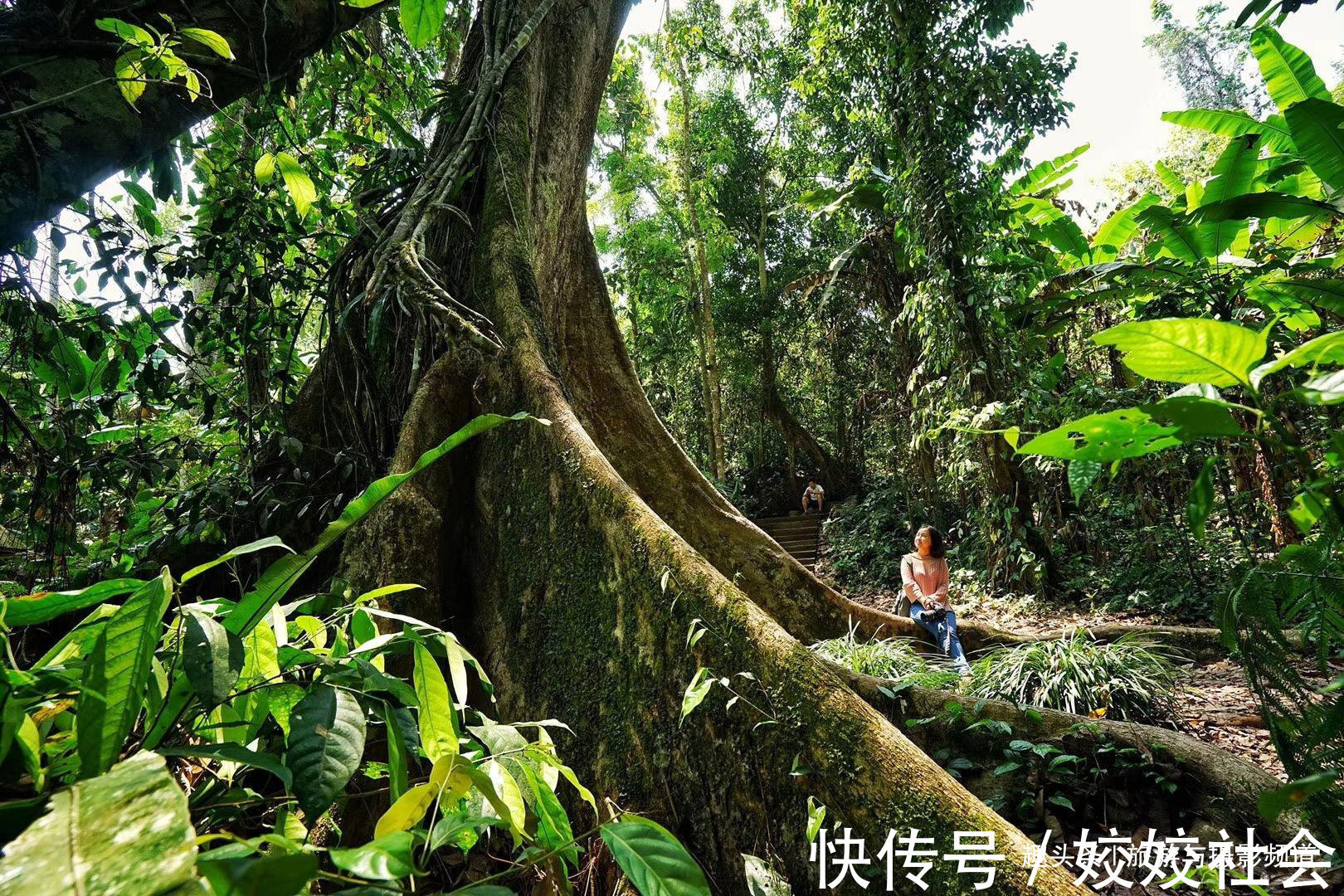 板根|中国“最神奇”植物王国！树木还会开屏有棵小草能跳舞！