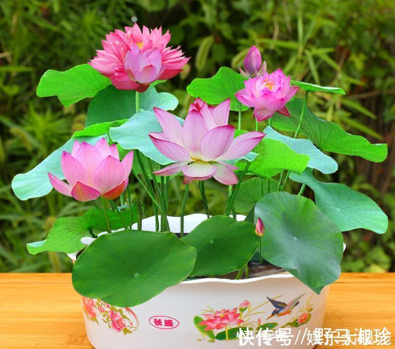 晾衣杆|建议大家阳台不装晾衣杆了,换上这“高级货”,档次高还不贵