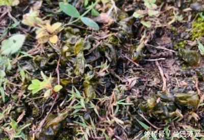 12种可食用野菜,怎么做都好吃,再不挖点尝尝,就要老了