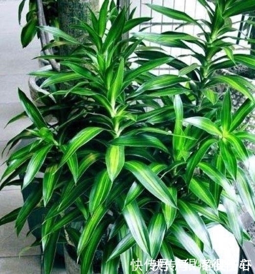 盆栽|养花就养4种花,好养易活不招虫,养在哪里都爆盆,好运到来