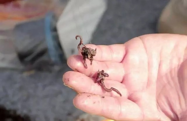 天气越来越冷，用蚯蚓钓鱼，多一个小步骤事半功倍