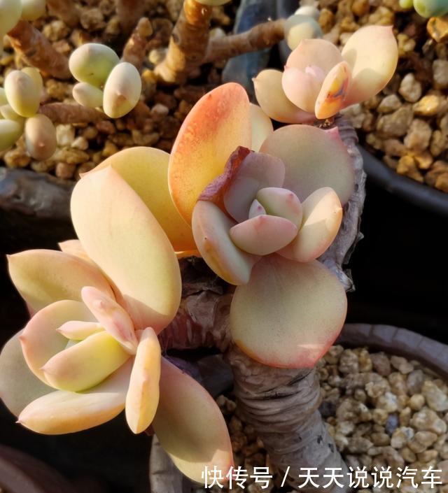 养多肉白凤,做好几件事,几个环节,哪个都不能少